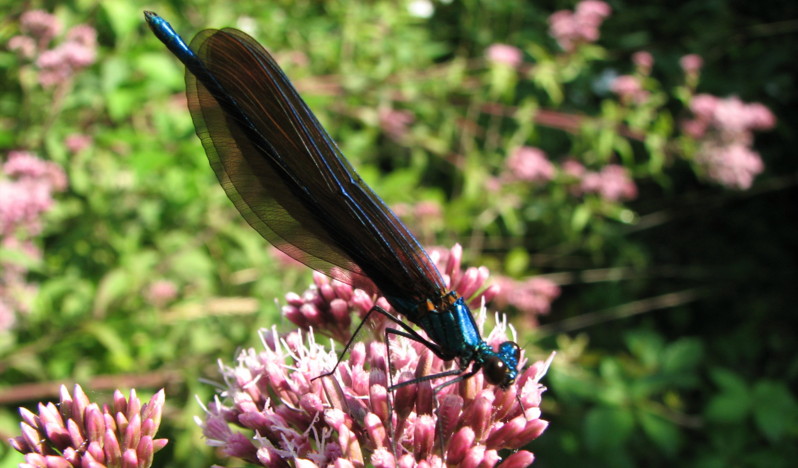 Libellule: Calopteryx virgo (Calopterygidae)